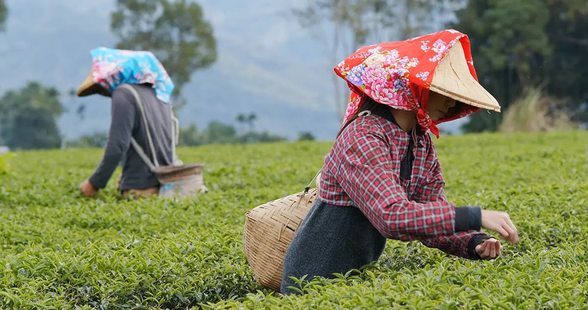 Teeernte in den Bergen Chinas